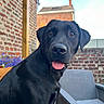 Archi Et Basile participe au concours pour gagner de l'argent avec cette photo : dog, black_dog, pet, animal, sitting, portrait, close_up, tongue_out, floppy_ears, brown_eyes, shiny_fur, outdoor, patio, brick_wall, brick_house, chair, garden, flowers, courtyard, daylight