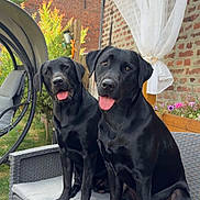 Archi Et Basile a rejoint le concours — aidez-le/la à gagner de superbes lots ! dogs, black_labradors, pets, canines, sitting, outdoor, patio, chairs, brick_wall, garden, flowers, greenery, curtain, happy, tongues_out, animal_portrait, companion_animals, black_fur, relaxed, posed