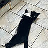 Alia participe au concours pour gagner de l'argent avec cette photo : cat, black_and_white, tuxedo_cat, pet, animal, lying_down, sprawled, raised_paw, tail, fur, whiskers, ears, paws, indoor, kitchen, tile_floor, floor, relaxed, playful, photography