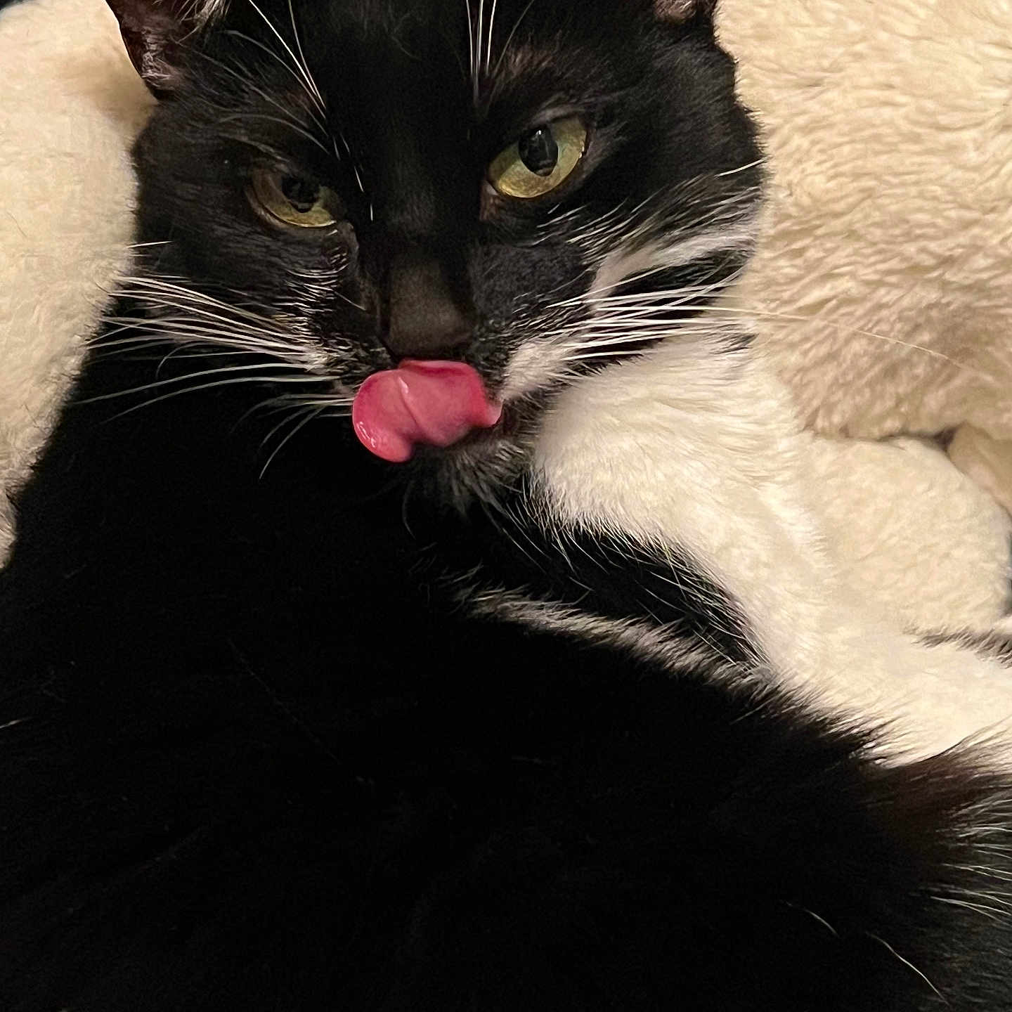 Alia participe au concours pour gagner de l'argent avec cette photo : cat, tuxedo_cat, black_and_white, pet, animal, close_up, portrait, face, whiskers, green_eyes, pink_tongue, blep, furry, relaxed, lying_down, blanket, indoor, cozy, cute, photography