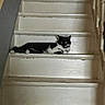 Alia participe au concours pour gagner de l'argent avec cette photo : cat, black_and_white_cat, pet, animal, staircase, stairs, indoor, home, resting, lying_down, lounging, fur, whiskers, ears, eyes, portrait, wood, steps, shadow, vertical_photo