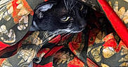 Alia a rejoint le concours — aidez-le/la à gagner de superbes lots ! cat, tuxedo_cat, black_fur, white_fur, whiskers, green_eyes, animal, pet, portrait, close_up, blanket, fabric, patterned_fabric, red, black, orange, indoors, hiding, face, grumpy