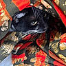 cat, tuxedo_cat, black_fur, white_fur, whiskers, green_eyes, animal, pet, portrait, close_up, blanket, fabric, patterned_fabric, red, black, orange, indoors, hiding, face, grumpy