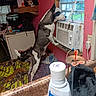 air_conditioner, bedspread, black_and_white, cluttered, countertop, curious, curtains, dog, domestic, glove, household, indoor, living_space, pet, pink_wall, plastic_bottle, standing, toothpaste, window, wooden_shelf
