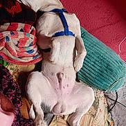 Chevy Chevy joined the competition — help win amazing prizes! bed, belly_up, blanket, blue_harness, charging_cable, cozy, dog, fur, head, indoor, paws, pet, pillow, quilt, red_wall, relaxed, sleeping_dog, snout, spots, teal_pillow