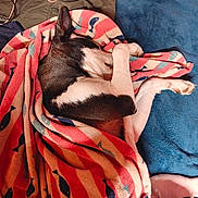 Chevy Chevy joined the competition — help win amazing prizes! animal, black, blanket, blue, colorful, comfort, cozy, dog, fabric, fur, indoor, pattern, paw, pet, red, relaxation, resting, sleeping, snuggled, white