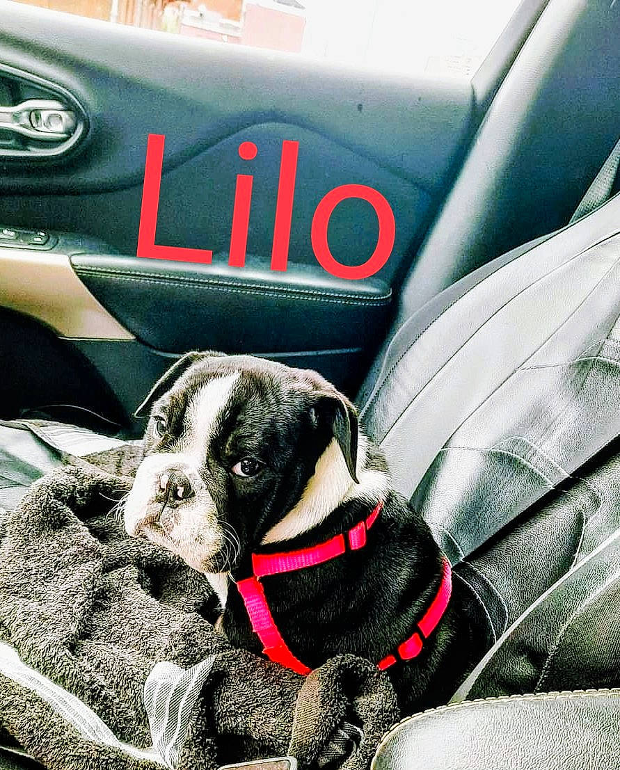 Lilo is registered to the contest to win money with this photo: automotive_design, automotive_exterior, automotive_lighting, automotive_tire, automotive_wheel_system, bumper, car, carnivore, collar, companion_dog, dog, dog_breed, dog_collar, dog_supply, fender, hood, motor_vehicle, snout, vehicle, vehicle_door