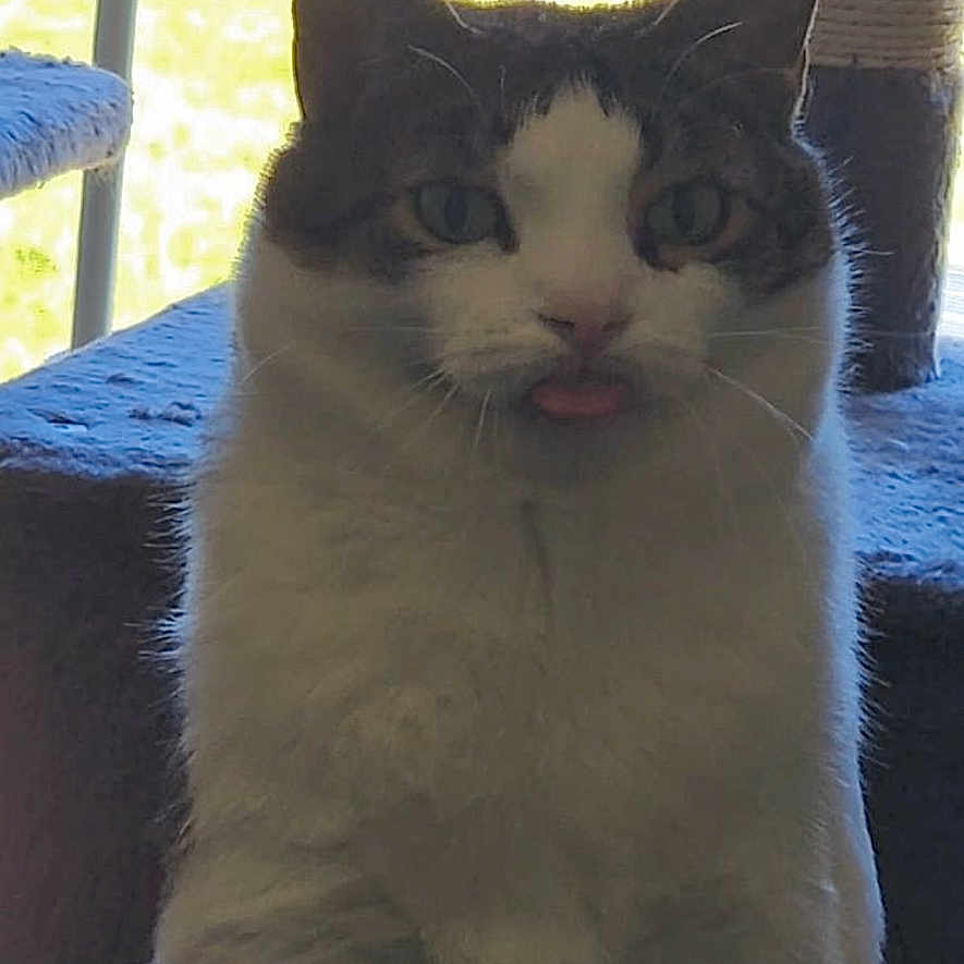 Maverick joined the competition — help win amazing prizes! animal, cat, cat_tree, curious, cute, domestic_animal, feline, fur, fuzzy, household, indoor, light, pet, playful, relaxed, sitting, tongue_out, toy, whiskers, window