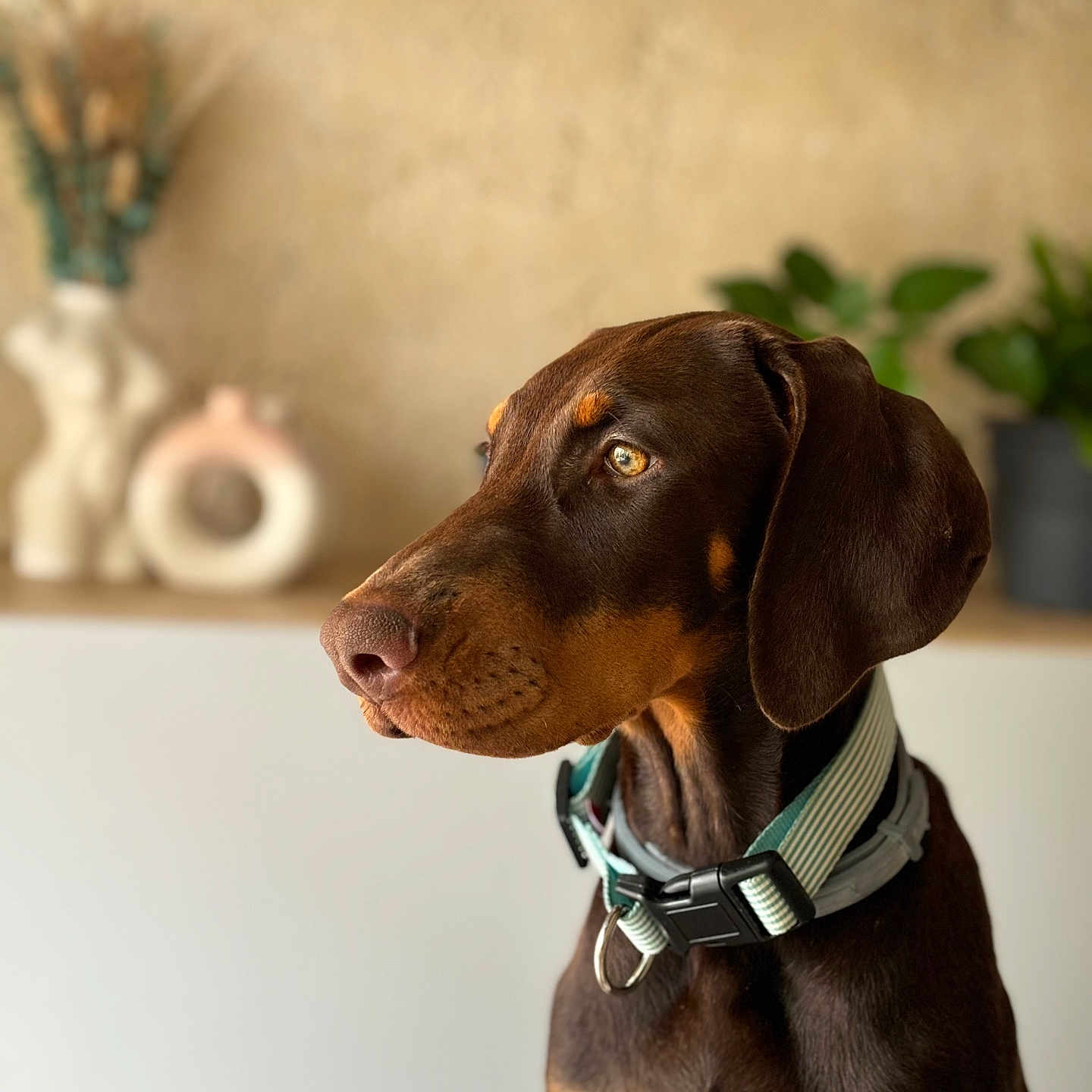 Vaïka a rejoint le concours — aidez-le/la à gagner de superbes lots ! accessories, animal, beagle, canine, collar, dog, formalwear, hound, indoors, interiordesign, jar, labradorretriever, pet, plant, pointer, pottedplant, pottery, puppy, snout, tie