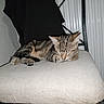Ely participe au concours pour gagner de l'argent avec cette photo : animal, cat, chair, cozy, cushion, cute, feline, home, indoor, kitten, paw, pet, quiet, radiator, relaxation, resting, sleeping, striped, tabby, texture