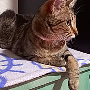 Ely participe au concours pour gagner de l'argent avec cette photo : animal, calm, cat, collar, cute, domestic, ears, feline, green_furniture, indoor, looking_away, pet, profile, quiet, resting, side_view, soft_blanket, tabby, whiskers, wooden_surface