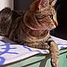 animal, calm, cat, collar, cute, domestic, ears, feline, green_furniture, indoor, looking_away, pet, profile, quiet, resting, side_view, soft_blanket, tabby, whiskers, wooden_surface