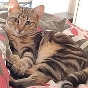 Ely a rejoint le concours — aidez-le/la à gagner de superbes lots ! animal, bed, blanket, cat, comfortable, cozy, domestic_cat, ears, feline, indoor, looking_at_camera, lying_down, pet, relaxed, remote_control, resting, striped, tabby_cat, tail, whiskers