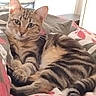 cat, tabby_cat, pet, indoor, bed, blanket, striped, animal, feline, relaxed, lying_down, looking_at_camera, domestic_cat, whiskers, ears, tail, remote_control, cozy, comfortable, resting