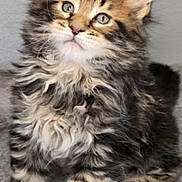 Leo joined the competition — help win amazing prizes! adorable, animal, cat, curious, curly_fur, cute, domestic_cat, ears, feline, fluffy, fur, green_eyes, indoor, kitten, paws, pet, portrait, small, whiskers, young