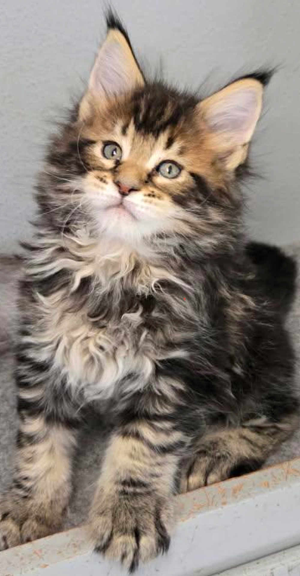 Leo