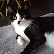 Mila participe au concours pour gagner de l'argent avec cette photo : cat, black_and_white, indoor, feline, pet, lying_down, curious, whiskers, floor, chair_legs, domestic_animal, animal, fur, four_legs, eyes, nose, paws, texture, shadow, quiet