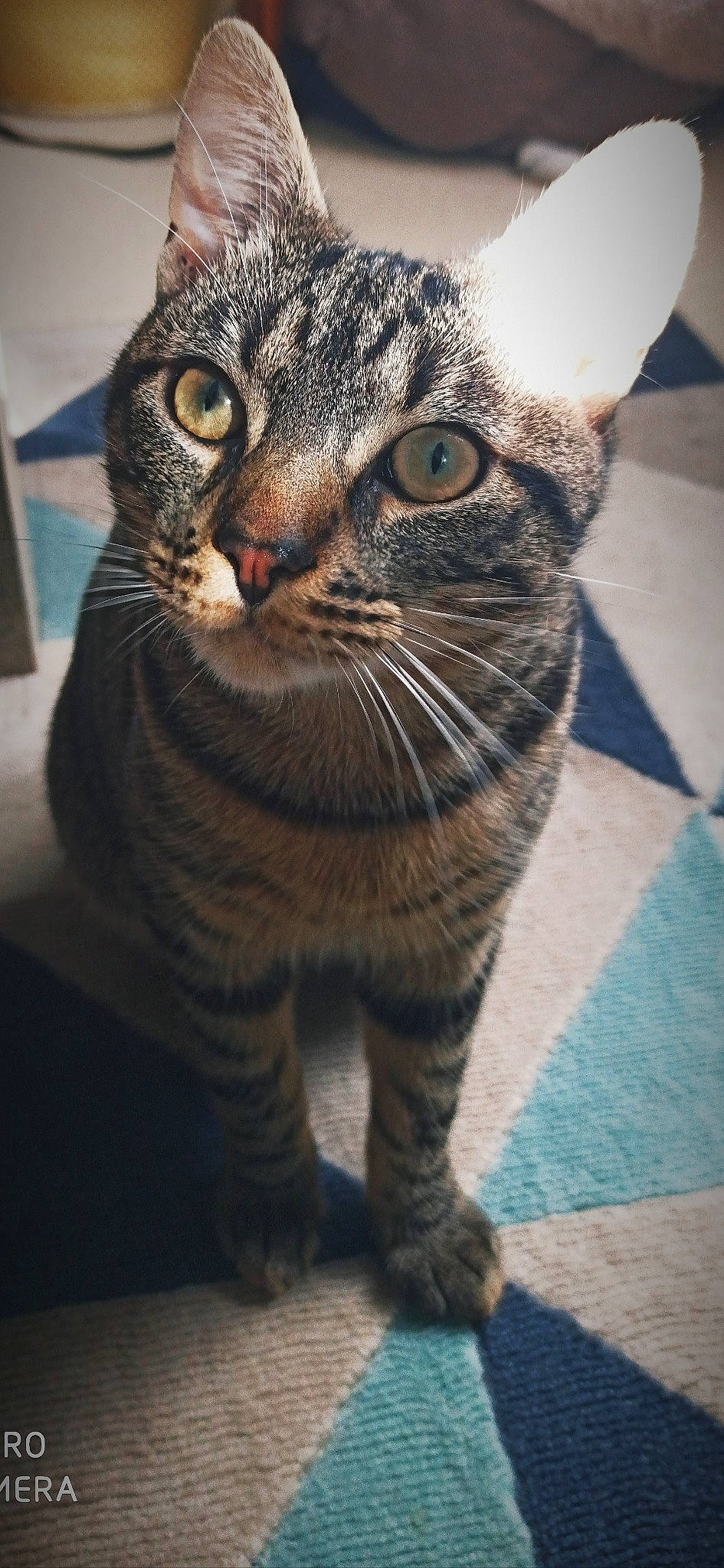 Bruno participe au concours pour gagner de l'argent avec cette photo : aegean_cat, american_bobtail, american_shorthair, american_wirehair, asian, california_spangled, carnivore, cat, domestic_short_haired_cat, dragon_li, egyptian_mau, european_shorthair, felidae, mammal, pixie_bob, small_to_medium_sized_cats, snout, tabby_cat, vertebrate, whiskers