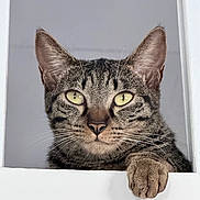Snips joined the competition — help win amazing prizes! cat, tabby_cat, pet, animal, feline, window, window_sill, paw, whiskers, ears, yellow_eyes, portrait, close_up, indoor, gray_fur, striped_fur, looking_at_camera, dramatic, cute, photography