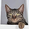 cat, tabby_cat, pet, animal, feline, window, window_sill, paw, whiskers, ears, yellow_eyes, portrait, close_up, indoor, gray_fur, striped_fur, looking_at_camera, dramatic, cute, photography