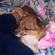 Dusty is registered to the contest to win money with this photo: dog, blanket, cozy, small_dog, fur, pet, snug, resting, indoors, colorful_blanket, texture, brown_dog, canine, comfortable, relaxed, animal, home, soft, pile, wrapped