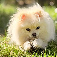 Nejma a rejoint le concours — aidez-le/la à gagner de superbes lots ! dog, pomeranian, fluffy, white, grass, outdoor, sunlight, nature, pet, animal, playful, pinecone, closeup, fur, small_dog, cute, daylight, greenery, muzzle, canine