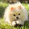 dog, pomeranian, fluffy, white, grass, outdoor, sunlight, nature, pet, animal, playful, pinecone, closeup, fur, small_dog, cute, daylight, greenery, muzzle, canine