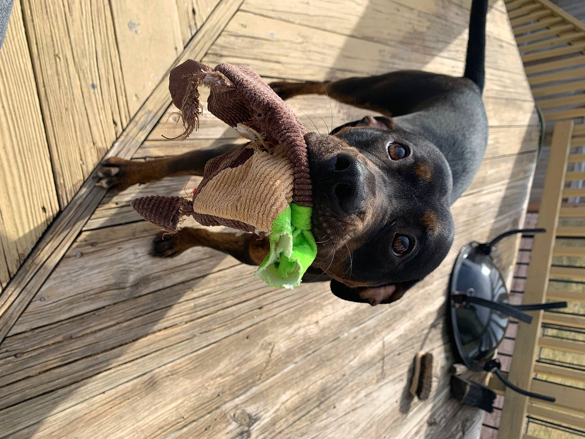 Rosalina joined the competition — help win amazing prizes! carnivore, collar, companion_dog, dog, dog_breed, dog_collar, fashion_accessory, fawn, flooring, hardwood, leash, personal_protective_equipment, pet_supply, plank, snout, sporting_group, window, wood, wood_stain, working_animal