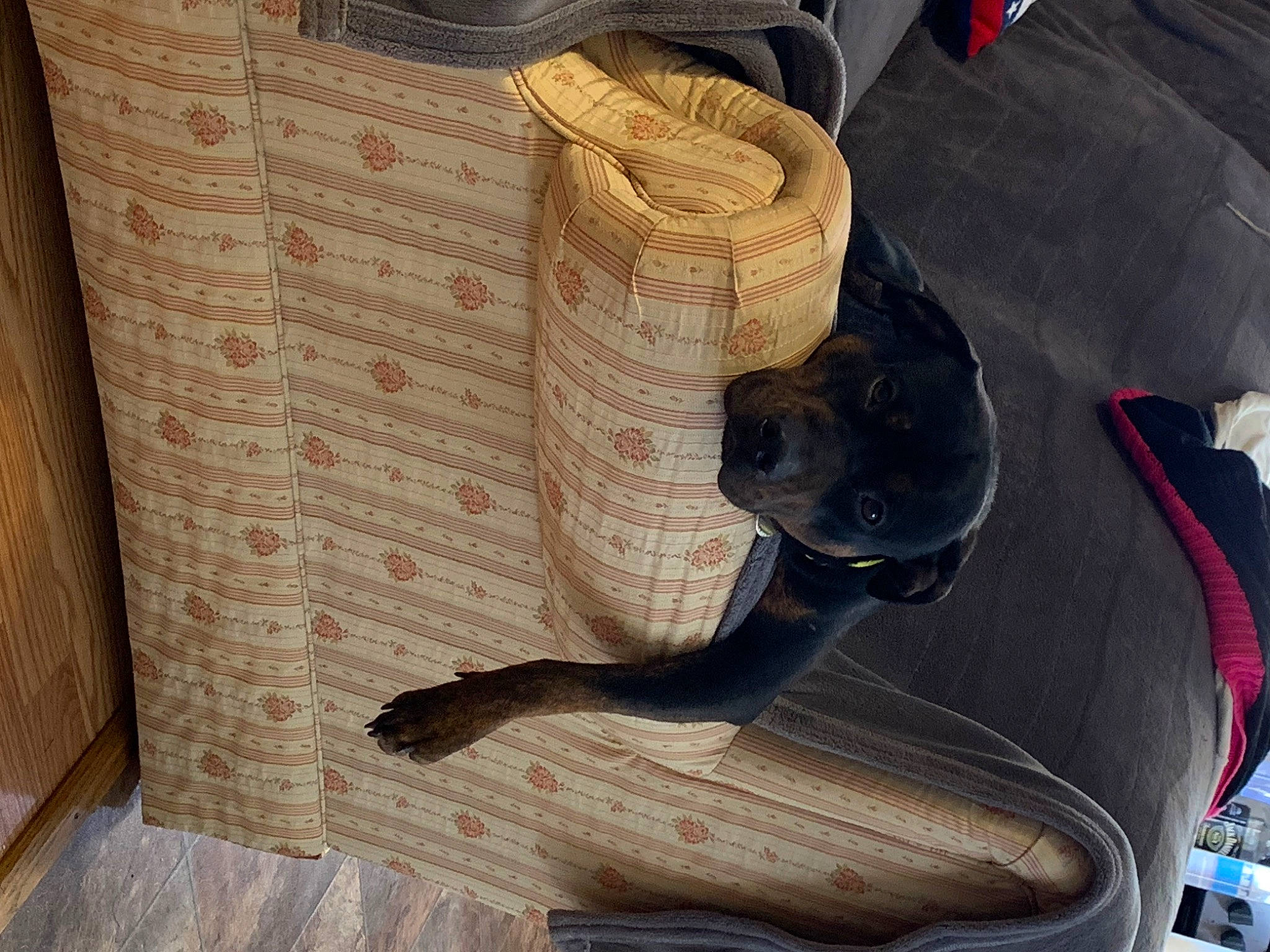 Rosalina is registered to the contest to win money with this photo: basket, carnivore, comfort, companion_dog, dog, dog_breed, fawn, felidae, flooring, fur, hardwood, home_accessories, laundry_basket, linens, room, small_to_medium_sized_cats, tail, wicker, wood, working_animal