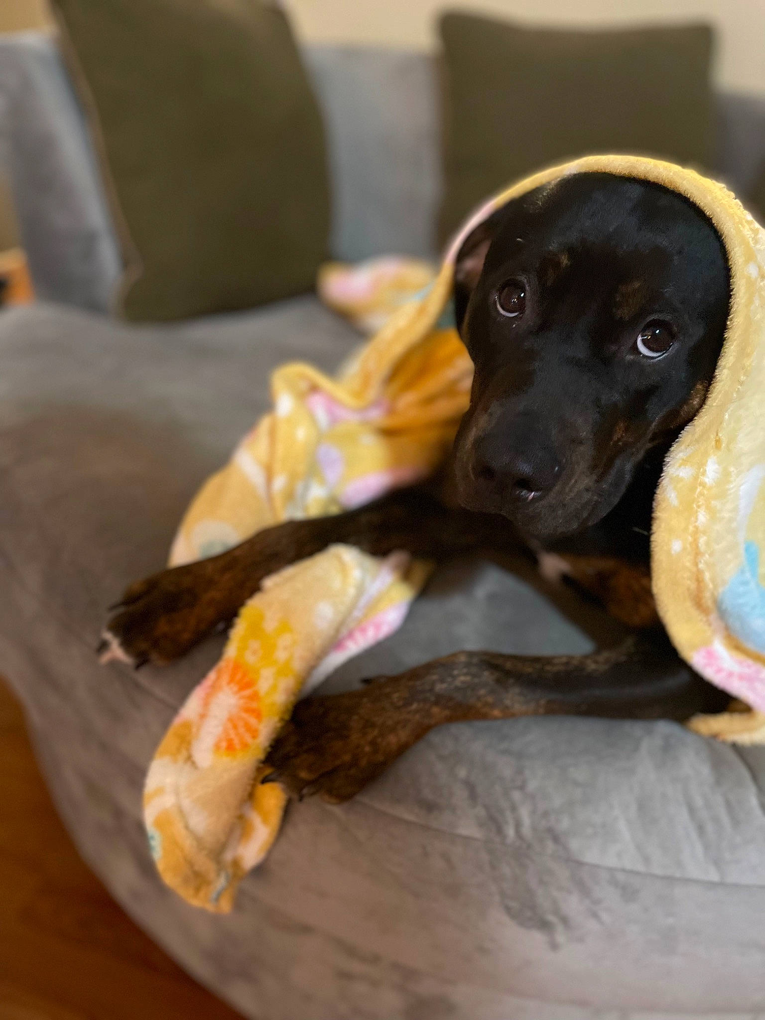 Rosalina is registered to the contest to win money with this photo: canidae, carnivore, comfort, companion_dog, couch, dog, dog_breed, fawn, fur, guard_dog, hardwood, metal, paw, pet_supply, sitting, snout, sporting_group, terrestrial_animal, toy_dog, working_animal