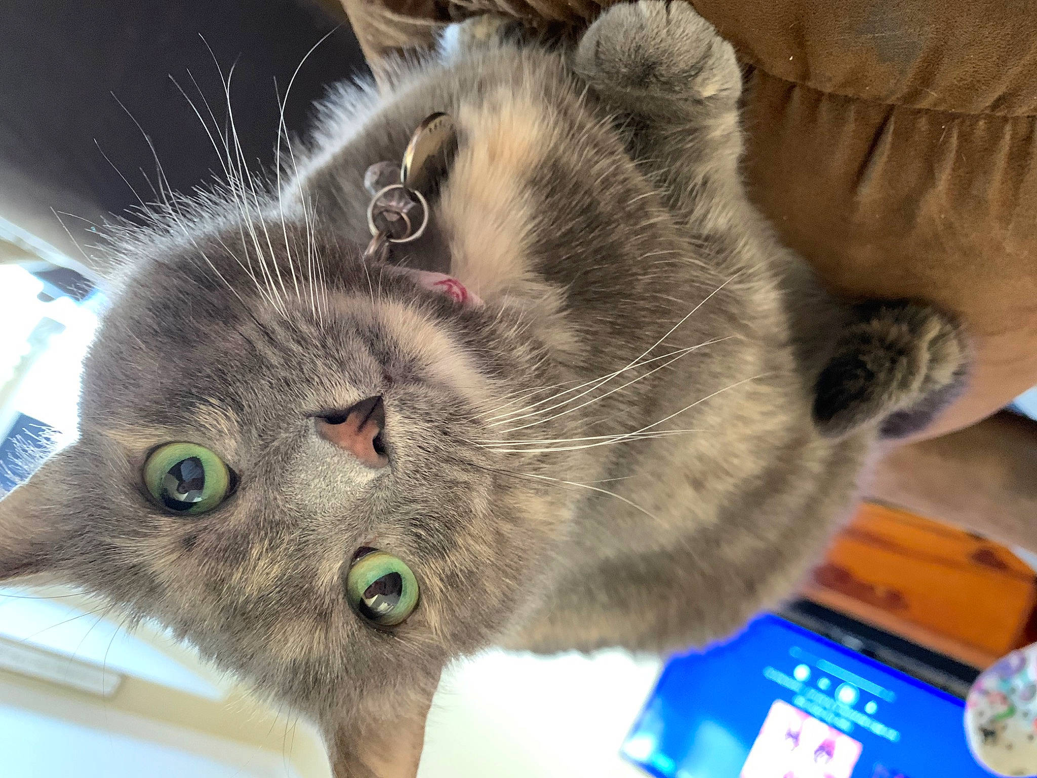 Gigi is registered to the contest to win money with this photo: animal_shelter, carnivore, cat, domestic_short_haired_cat, felidae, fur, paw, plant, small_to_medium_sized_cats, snout, whiskers