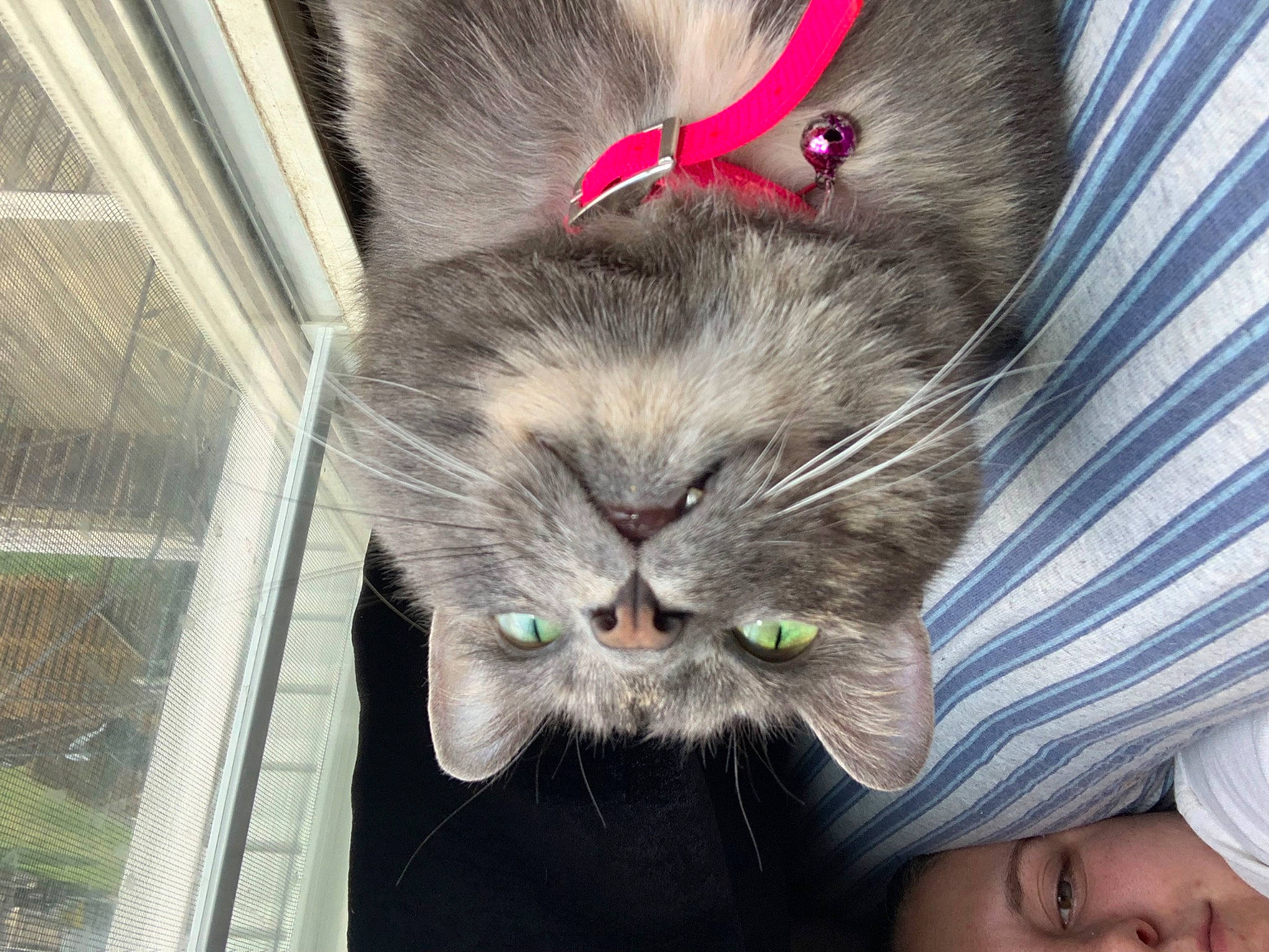 Gigi joined the competition — help win amazing prizes! carnivore, cat, claw, comfort, domestic_short_haired_cat, ear, felidae, fur, lap, nap, organ, paw, plant, sitting, small_to_medium_sized_cats, snout, tail, whiskers