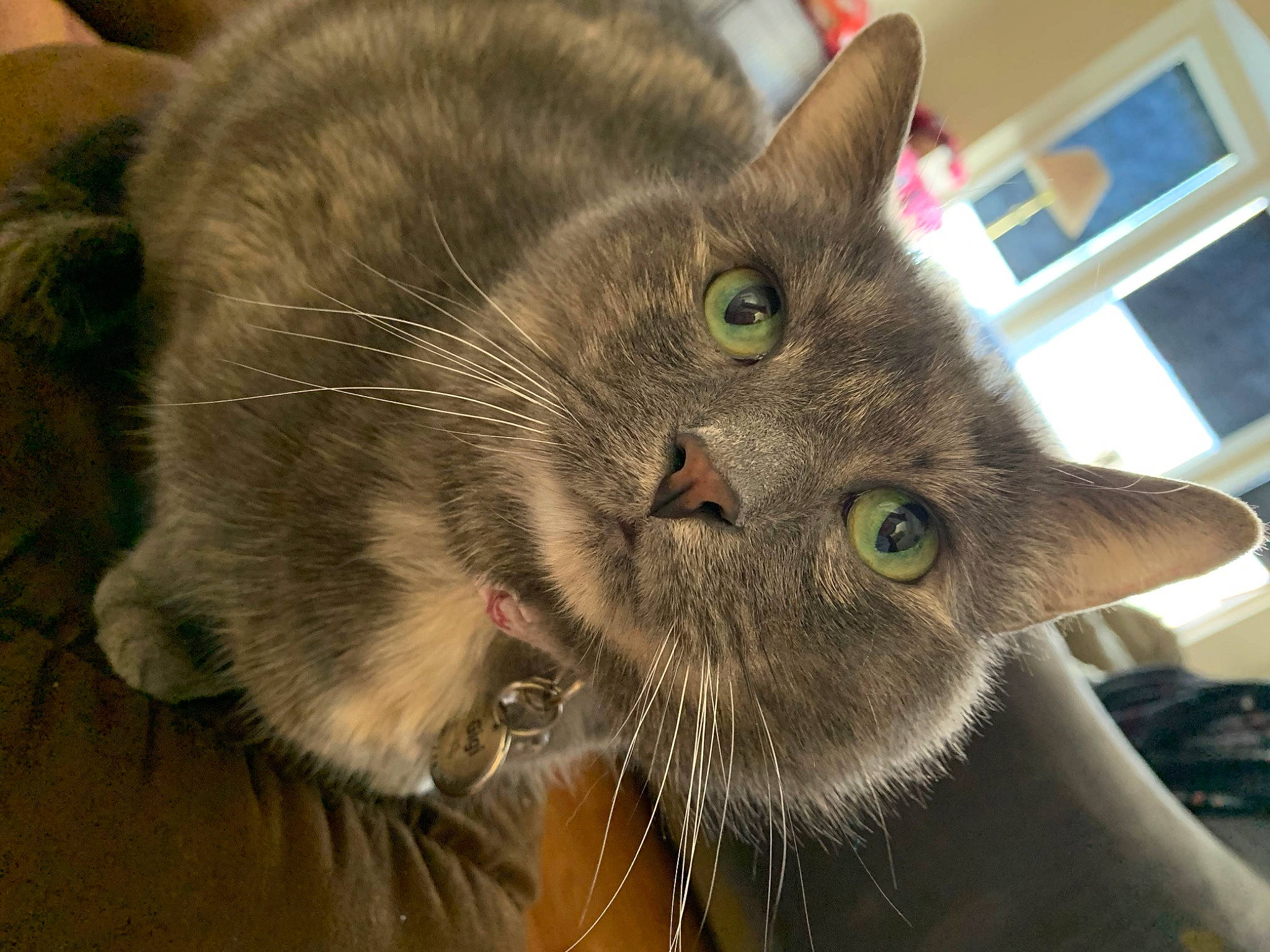 Gigi is registered to the contest to win money with this photo: black_cat, carnivore, cat, chartreux, claw, collar, domestic_short_haired_cat, ear, felidae, fur, paw, small_to_medium_sized_cats, snout, tail, terrestrial_animal, whiskers, window