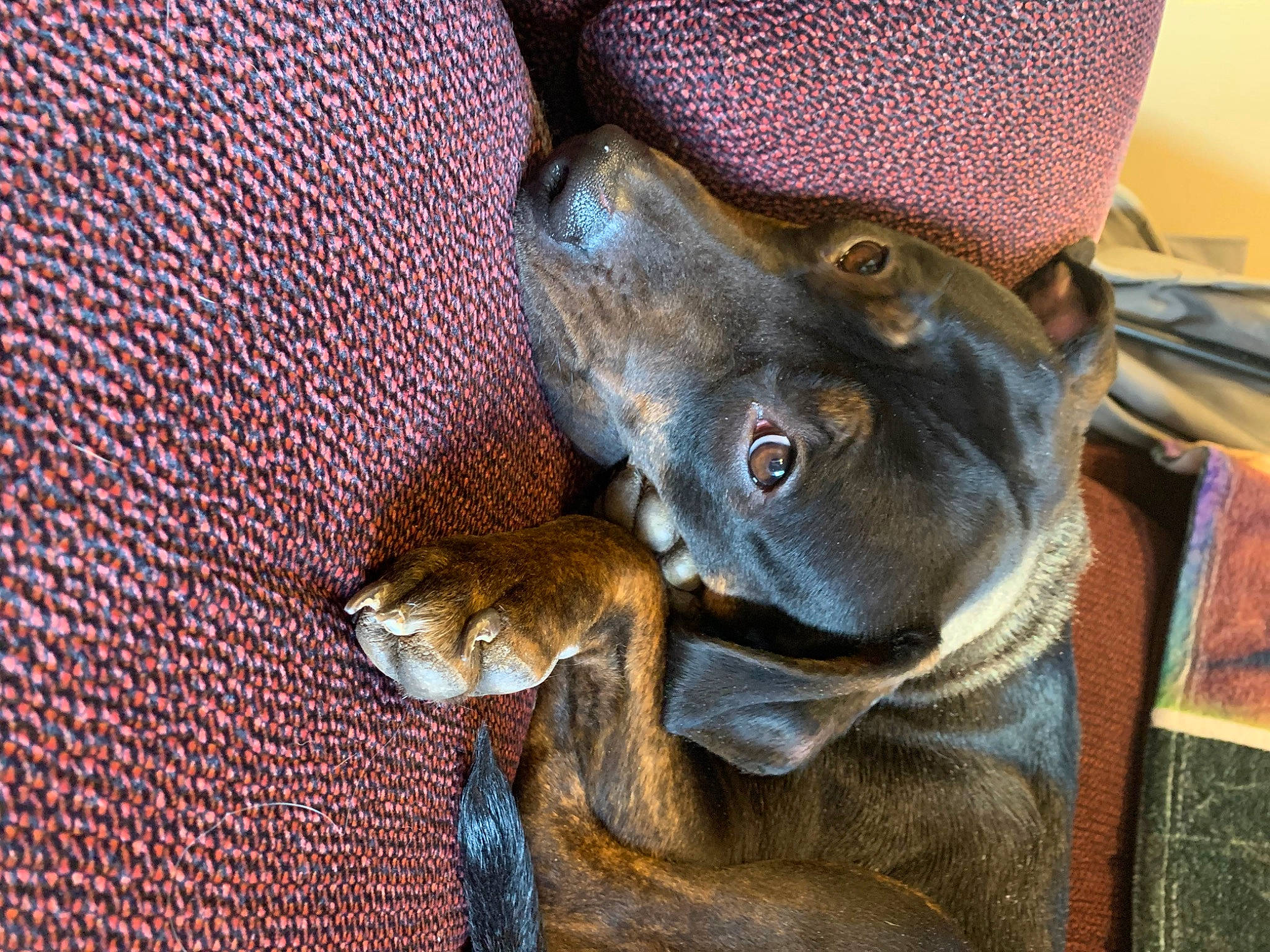 Rosalina is registered to the contest to win money with this photo: canidae, carnivore, comfort, companion_dog, dog, dog_breed, ear, fawn, felidae, fur, grey, hat, small_to_medium_sized_cats, snout, sporting_group, terrestrial_animal, toy_dog, whiskers, working_animal, wrinkle