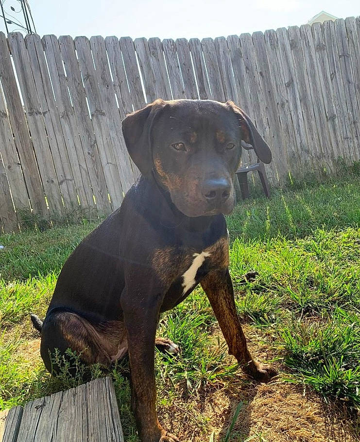 Rosalina joined the competition — help win amazing prizes! borador, canidae, carnivore, collar, companion_dog, dog, dog_breed, dog_collar, fawn, fence, grass, gun_dog, hat, home_fencing, liver, plant, snout, sporting_group, terrestrial_animal, working_animal