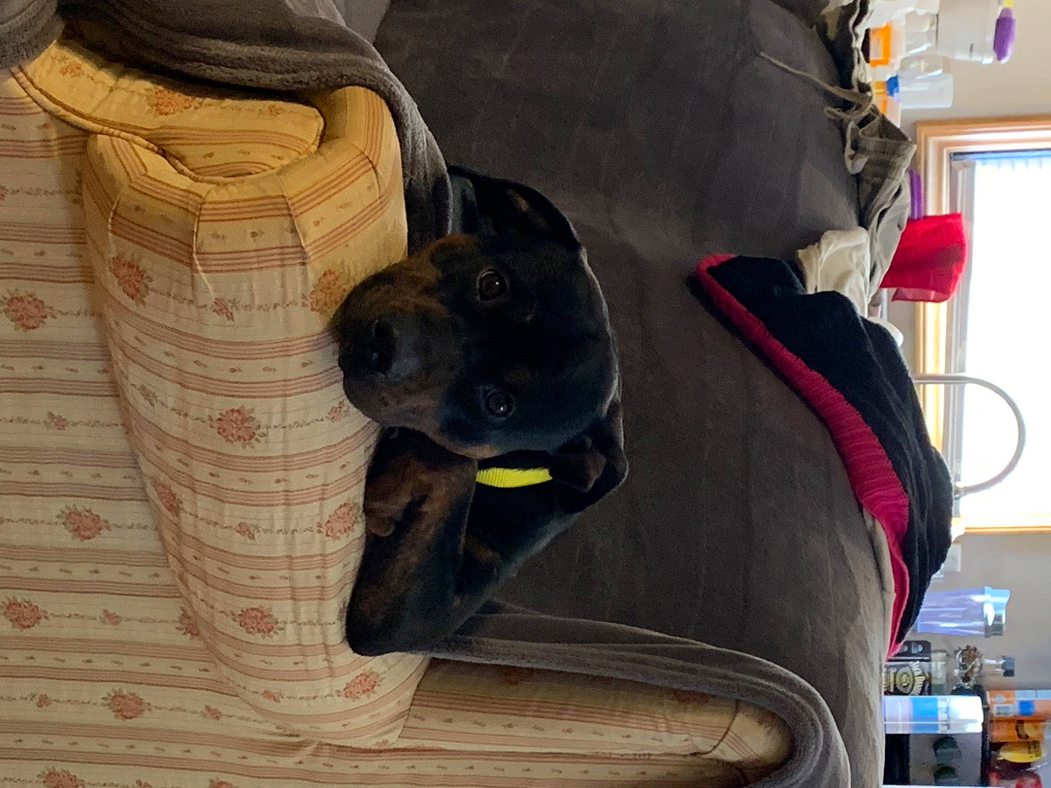 Rosalina joined the competition — help win amazing prizes! auto_part, bag, basket, carnivore, collar, comfort, companion_dog, dog, dog_breed, dog_collar, dog_supply, fawn, guard_dog, personal_protective_equipment, snout, sporting_group, storage_basket, window, wood, working_animal