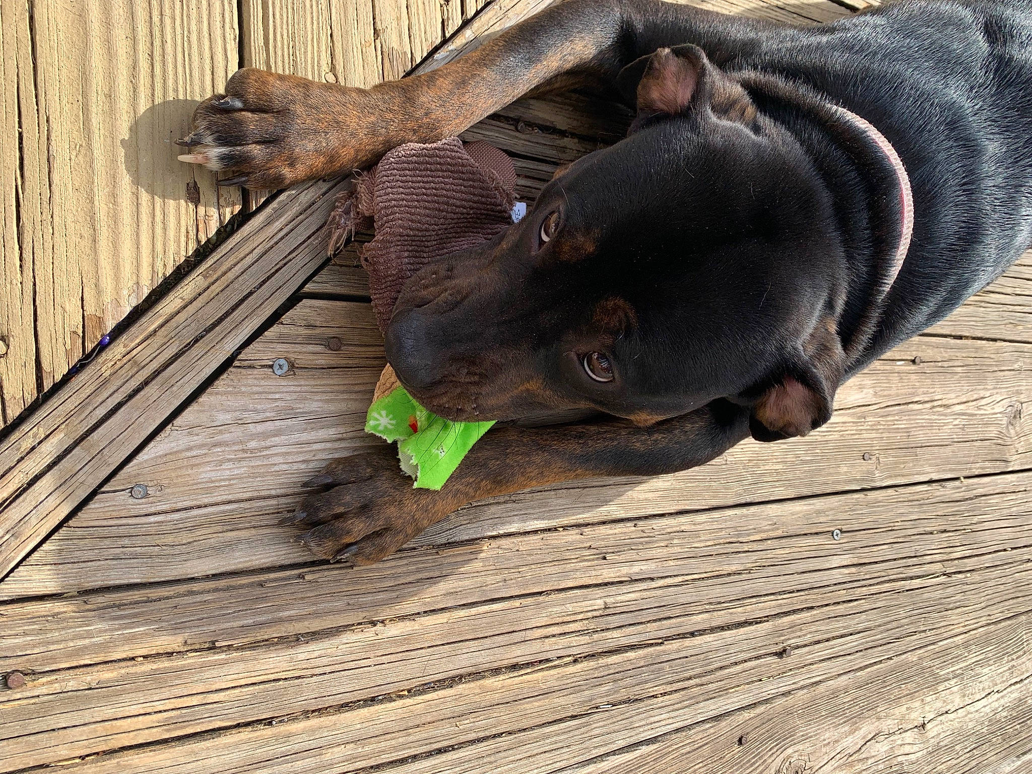 Rosalina joined the competition — help win amazing prizes! carnivore, dog_breed, fawn, flooring, foot, fur, grass, hardwood, liver, natural_material, plank, plant, snout, sporting_group, terrestrial_animal, wildlife, wood, wood_flooring, wood_stain, working_animal