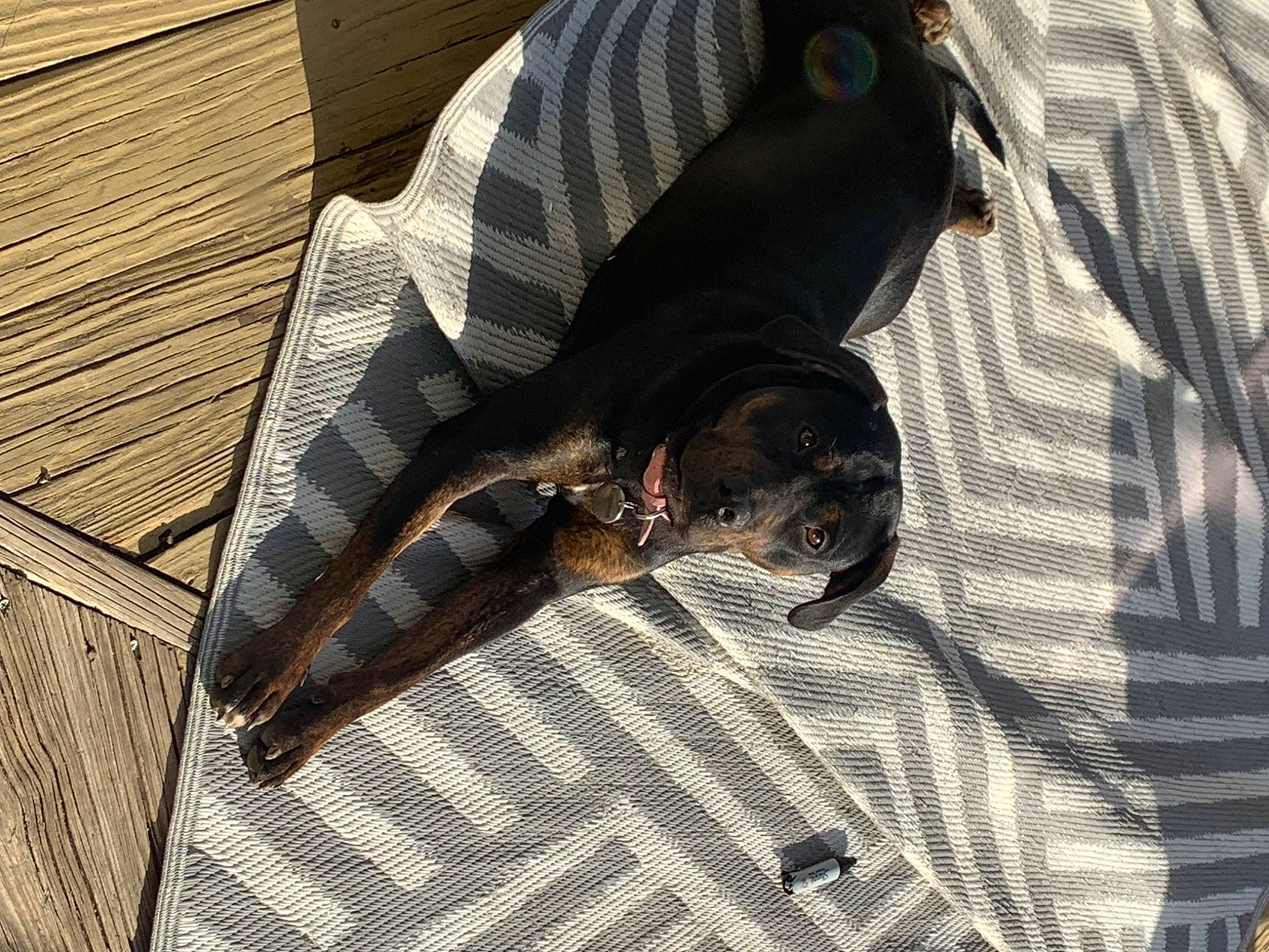 Rosalina joined the competition — help win amazing prizes! canidae, carnivore, comfort, companion_dog, dog, dog_breed, dog_supply, fawn, flooring, fur, hardwood, pattern, plaid, plank, sleeve, sporting_group, tartan, textile, toy_dog, wood