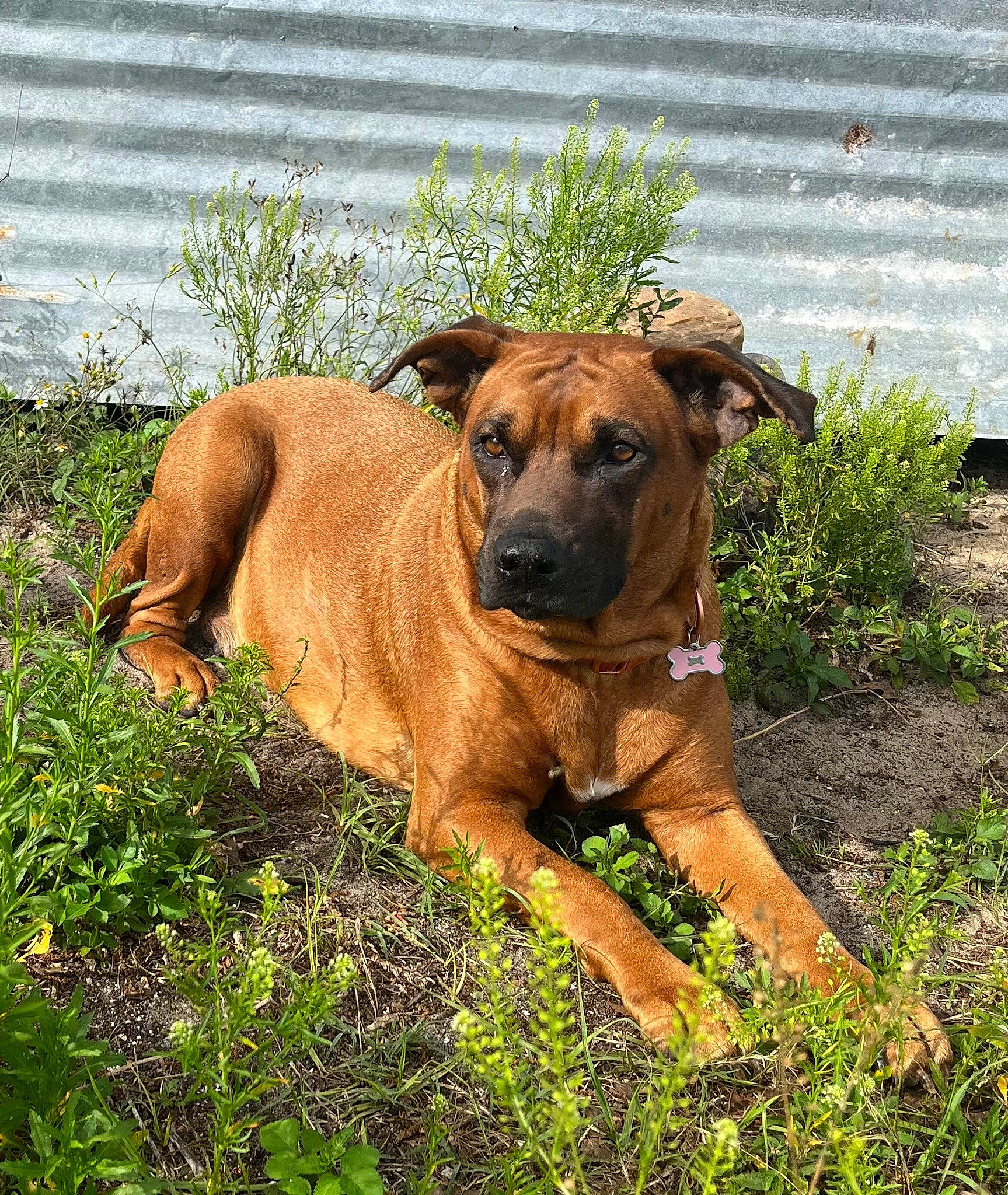 Rita is registered to the contest to win money with this photo: ancient_dog_breeds, boxer, carnivore, collar, companion_dog, dog, dog_breed, dog_collar, fawn, grass, guard_dog, liver, molosser, plant, snout, sporting_group, terrestrial_animal, working_animal, working_dog, wrinkle