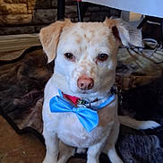 Skooter is registered to the contest to win money with this photo: animal, blanket, bow_tie, brown_spots, calm, collar, cream_coat, cute, cute_pet, dog, ears, eyes, floor, fur, indoor, looking_at_camera, nose, pet, portrait, sitting