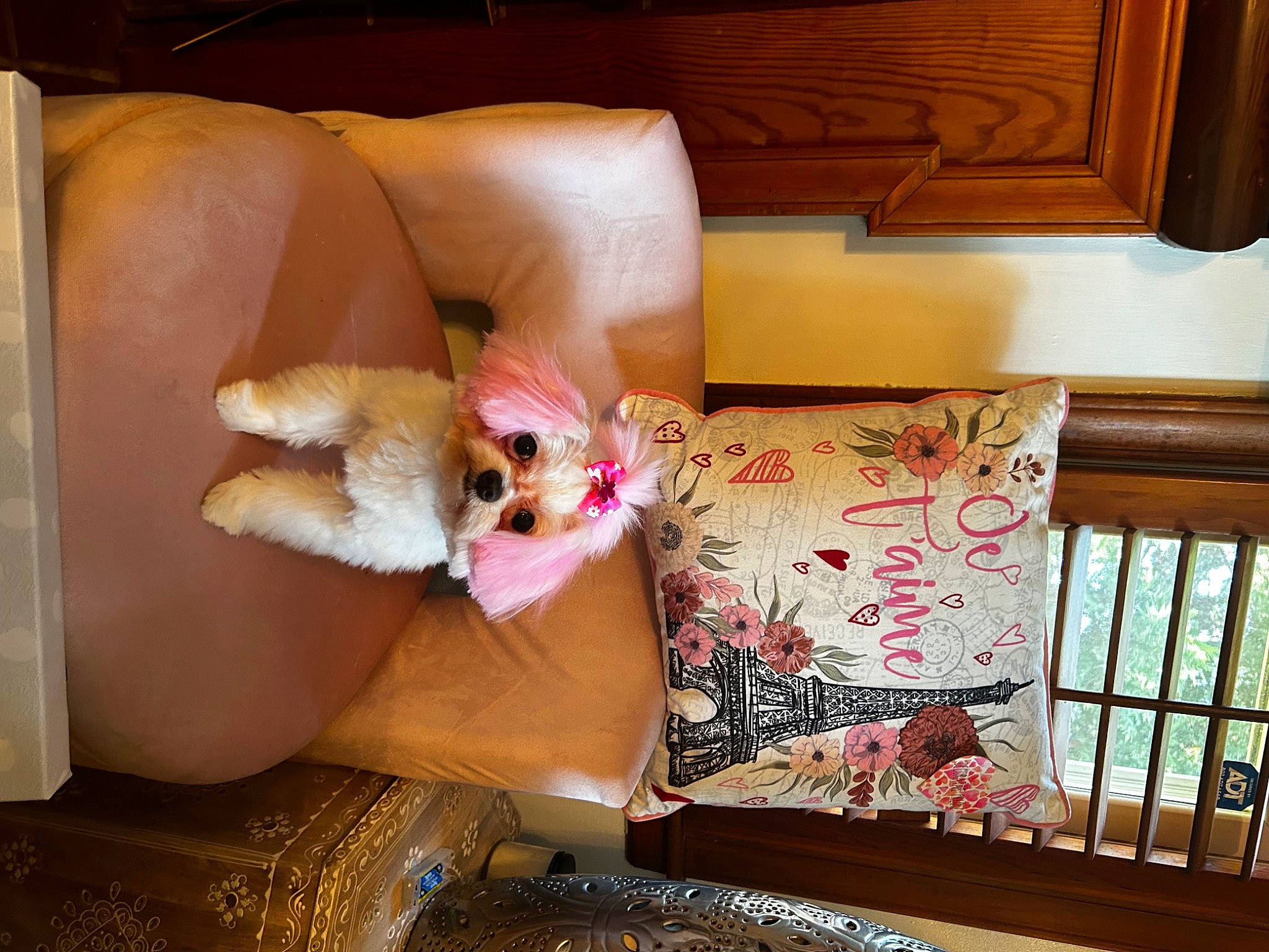 Nilla is registered to the contest to win money with this photo: bed, bedroom, carnivore, comfort, companion_dog, couch, dog, fawn, felidae, flooring, furniture, hardwood, house, linens, pillow, pink, textile, toy, window, wood