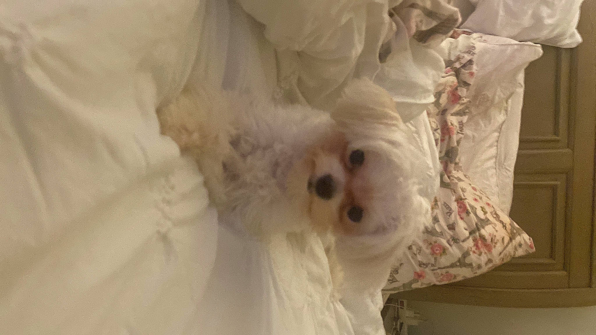 Nilla joined the competition — help win amazing prizes! canidae, carnivore, companion_dog, dog, dog_breed, dog_supply, event, fur, maltepoo, non_sporting_group, poodle, snout, sporting_group, toy, toy_dog, working_animal