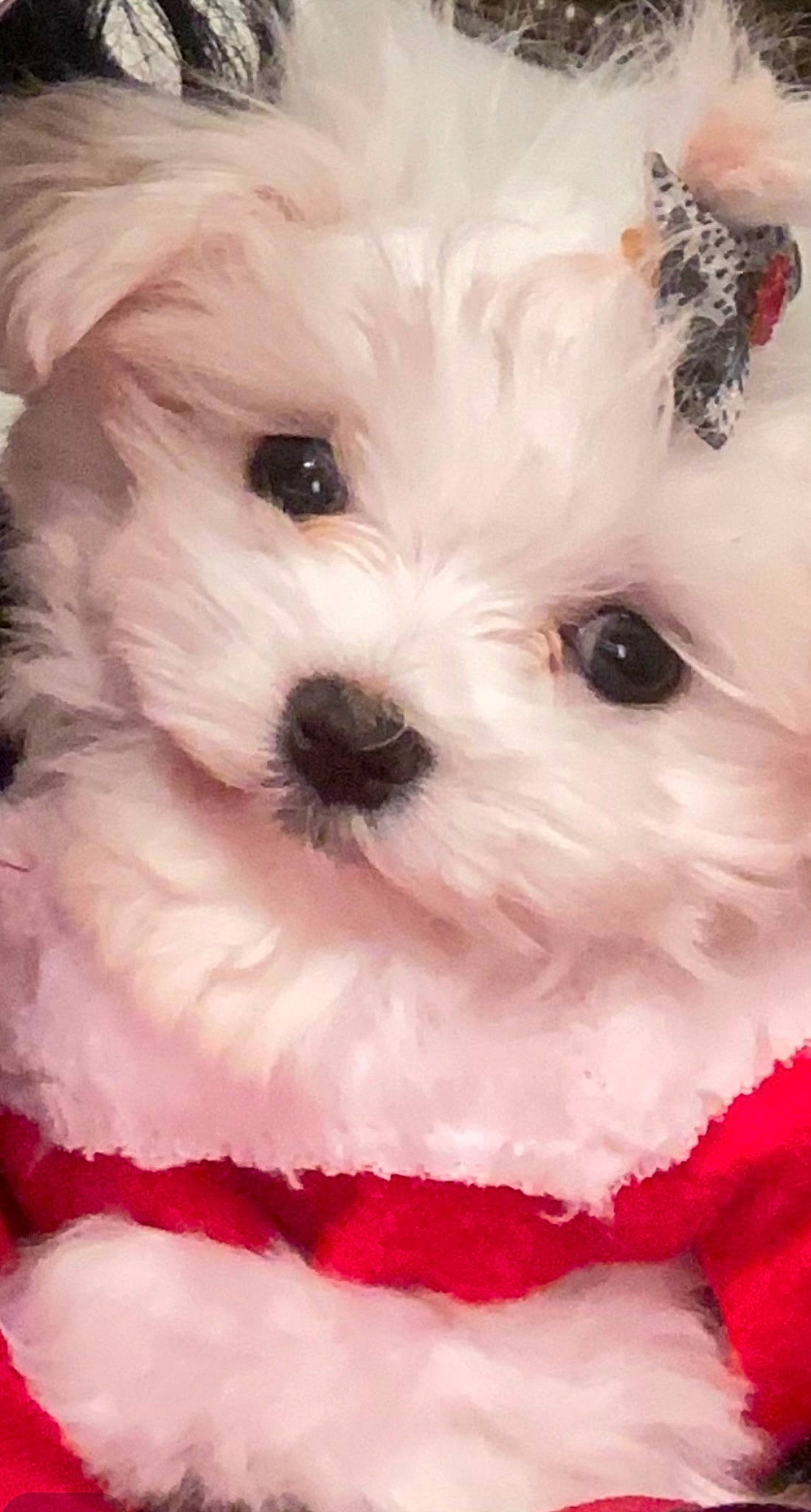 Nilla joined the competition — help win amazing prizes! canidae, carnivore, close_up, companion_dog, dog, dog_breed, fur, mal_shi, maltepoo, non_sporting_group, petal, pink, plant, puppy, snout, sporting_group, toy_dog, water_dog, white, working_animal