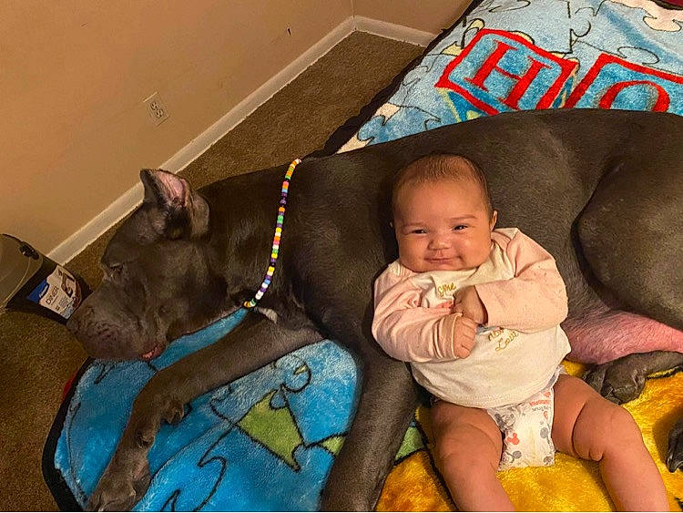 Amelia is registered to the contest to win money with this photo: baby, baby_products, baby_toddler_clothing, bedtime, child, comfort, companion_dog, couch, dog, foot, fun, happy, head, lap, linens, mammal, person, sitting, smile, thigh