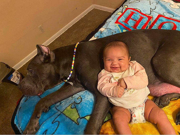 Amelia is registered to the contest to win money with this photo: baby, baby_products, baby_toddler_clothing, carnivore, child, comfort, companion_dog, couch, dog, dog_breed, fun, happy, head, joy, lap, linens, mammal, person, sitting, smile