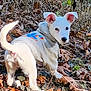 animal, autumn, clothing, curious, cute, dog, ears, forest_floor, grass, hoodie, leaves, nature, outdoor, pet, puppy, small_dog, tail, walking, white_dog, young_dog