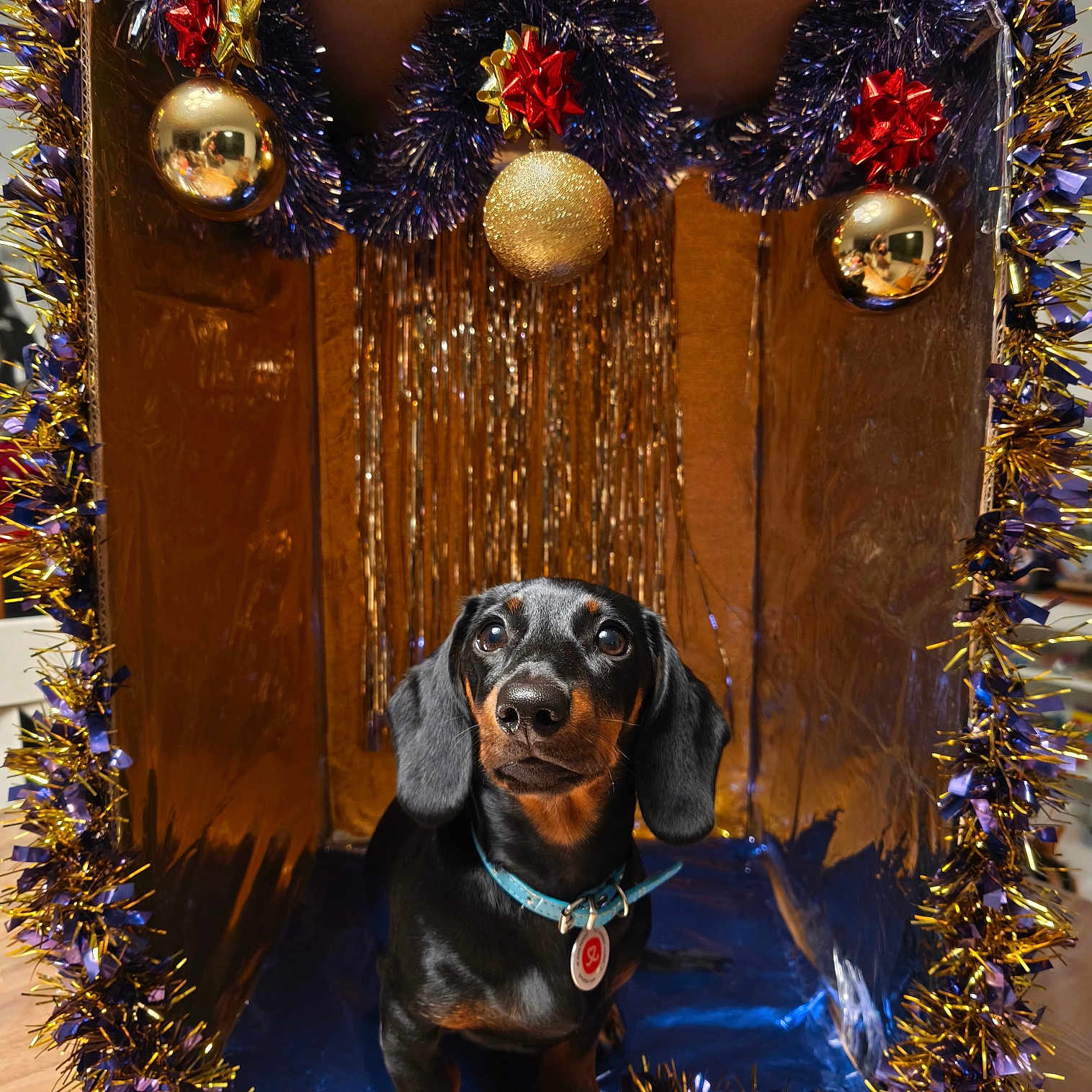 Awaii participe au concours pour gagner de l'argent avec cette photo : black_and_tan, cardboard_box, collar, cute, dachshund, decorations, dog, festive, floor, gold, holiday, indoor, looking_up, ornaments, pet, puppy, purple, shiny, small_dog, tinsel