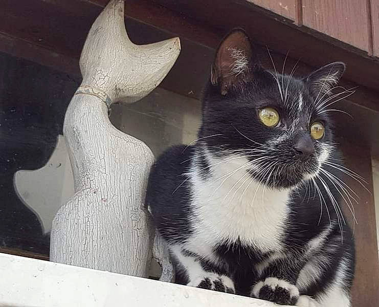 Crispy a rejoint le concours — aidez-le/la à gagner de superbes lots ! american_wirehair, asian, black_and_white, black_cat, carnivore, cat, domestic_short_haired_cat, european_shorthair, eye, felidae, fur, kitten, polydactyl_cat, small_to_medium_sized_cats, tail, whiskers