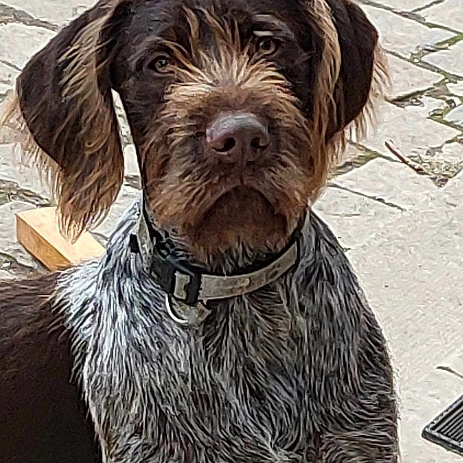 Roxy