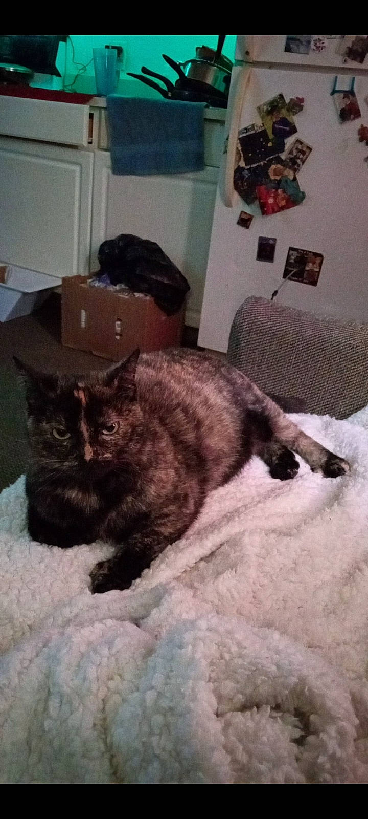 Meow Meow is registered to the contest to win money with this photo: black_cat, box, cabinetry, carnivore, cat, chair, claw, comfort, couch, domestic_short_haired_cat, felidae, flooring, fur, grey, picture_frame, room, small_to_medium_sized_cats, snout, tail, whiskers